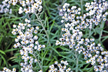 pearly everlasting