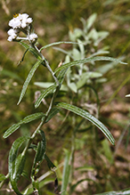 pearly everlasting