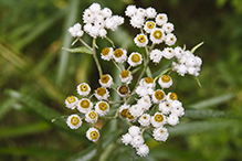 pearly everlasting