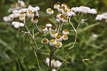 pearly everlasting