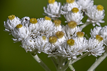 pearly everlasting