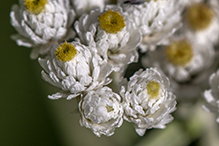 pearly everlasting