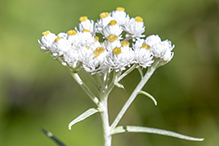 pearly everlasting