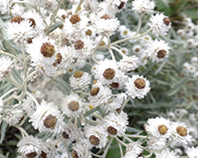 pearly everlasting