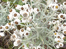 pearly everlasting