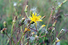 perennial sow thistle
