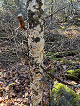 pine (family Pinaceae)