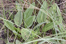 plantain-leaved pussytoes