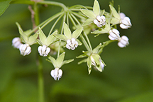 poke milkweed