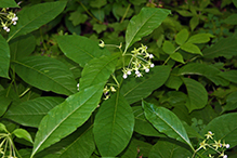 poke milkweed