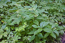 poke milkweed