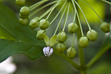 poke milkweed