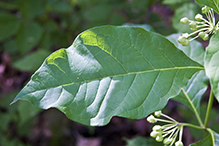 poke milkweed