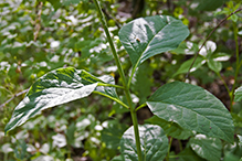 poke milkweed