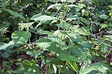 poke milkweed