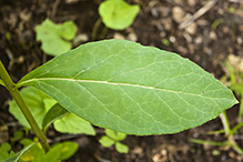 poke milkweed