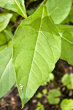 poke milkweed