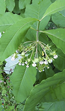 poke milkweed