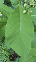 poke milkweed