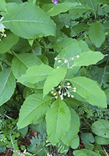 poke milkweed