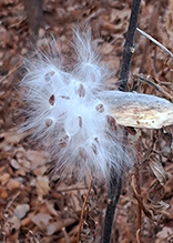 poke milkweed