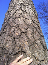 ponderosa pine