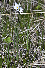 prairie blue-eyed grass