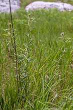 prairie bush clover