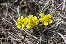 prairie buttercup