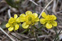 prairie buttercup