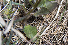 prairie buttercup