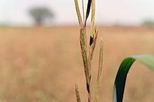 prairie cordgrass