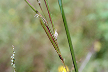 prairie cordgrass