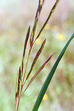 prairie cordgrass