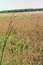 prairie cordgrass