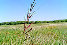 prairie cordgrass