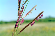 prairie cordgrass