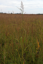 prairie cordgrass