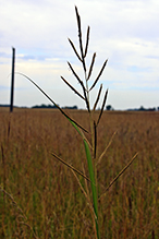 prairie cordgrass