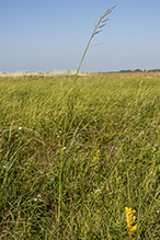 prairie cordgrass