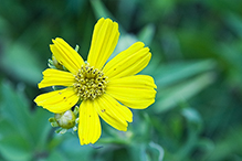 prairie coreopsis