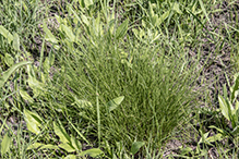 prairie dropseed