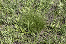 prairie dropseed