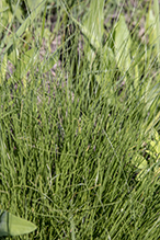 prairie dropseed