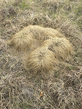 prairie dropseed