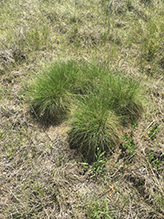 prairie dropseed