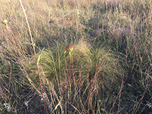 prairie dropseed