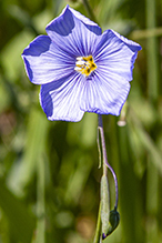 prairie flax