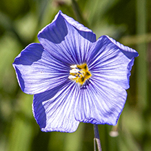 prairie flax