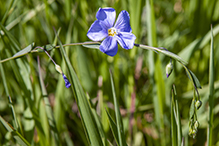 prairie flax
